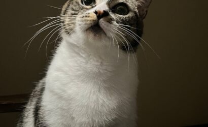 twitch-abonelik-e432a455a7f1650db09477194634b899