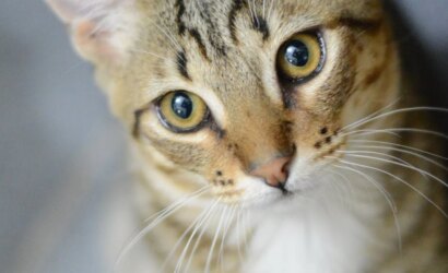 twitch-bcd53991e89f5244d7e9a6a8cf27c336