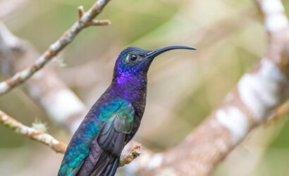 twitch-oyunlari-514f25514b49ffac516266fc65e0de6f