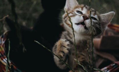 twitch-yayincilari-11bece66da760aa4817e6d5c7c2c99a8